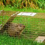 groundhog-trap-441109